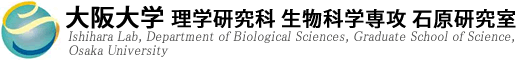 大阪大学 理学研究科 生物科学専攻 石原研究室 ミトコンドリア研究ロゴ