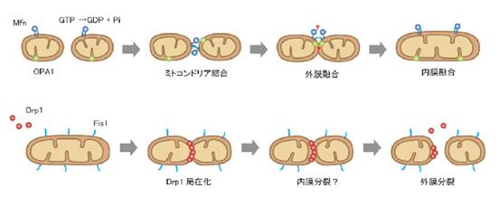 ミトコンドリアの融合と分裂のモデル