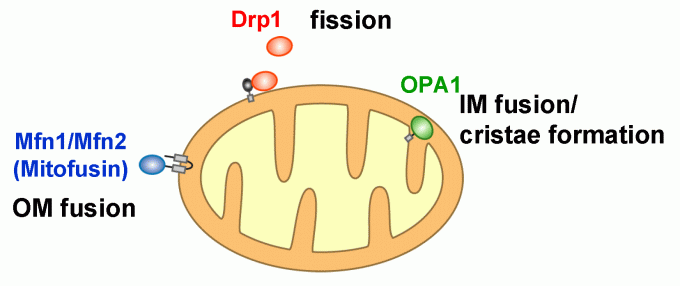 fig2gtpase