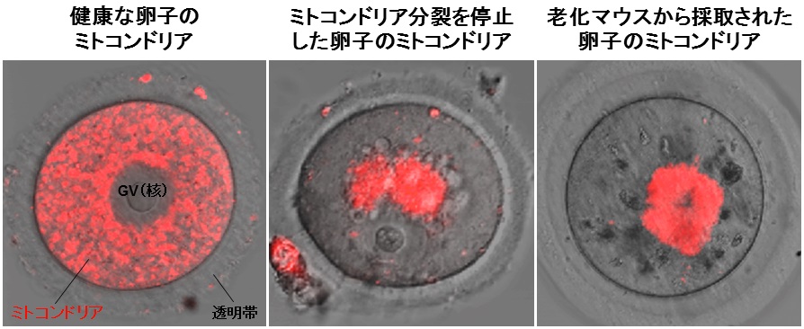 卵子のミトコンドリアのダイナミクス 大阪大学 石原研究室 ミトコンドリア研究